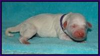 Gem Pitch Newborn pups 81