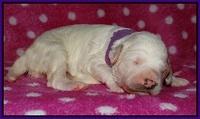Gem Pitch pups 1 wk old 81