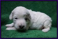 Gem Pitch pups 2 wks old 71
