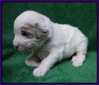 Gem Pitch pups 2 wks old 81