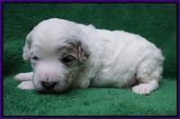 Gem Pitch pups 2 wks old 91