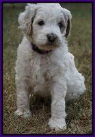 Gem Pitch pups 5 wks old 121
