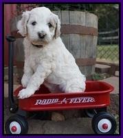 Gem Pitch pups 5 wks old 131