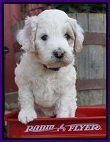 Gem Pitch pups 5 wks old 141