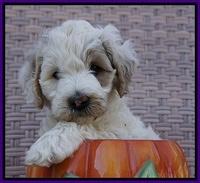 Gem Pitch pups 6 wks old131