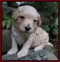 Gem PItch pups 3 wks old131