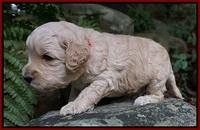 Gem PItch pups 3 wks old161