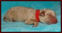 Gem Pitch Newborn pups 101