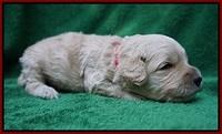 Gem Pitch pups 2 wks old 121