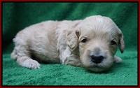 Gem Pitch pups 2 wks old 131