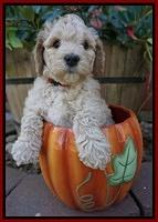 Gem Pitch pups 6 wks old211