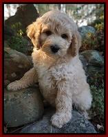 Gem Pitch pups 8 wks old 111
