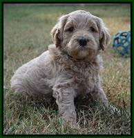 Gem Pitch pups 5 wks old 221