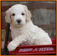 Gem Pitch pups 5 wks old 291