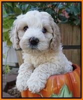 Gem Pitch pups 6 wks old361