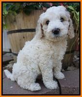 Gem Pitch pups 6 wks old371