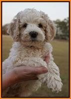 Gem Pitch pups 7 wks old 151