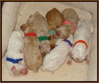 Gem Pitch newborn group 11