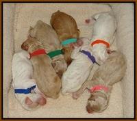 Gem Pitch newborn group 21