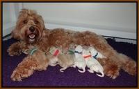 Gem Pitch newborn group 31