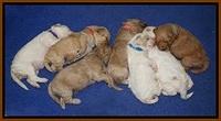 Gem Pitch pups 2 wks old 241