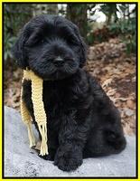 Idividual puppy photos