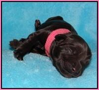 Bess Bronson newborn 51