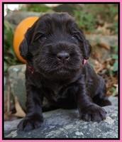 Bess Bronson pups 3 wks old 41