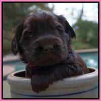 Bess Bronson pups 4 wks old 31