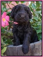 Bess Bronson pups 5 wks old 11