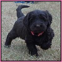 Bess Bronson pups 6 wks old 31