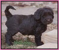 Bess Bronson pups 7 wks old 11