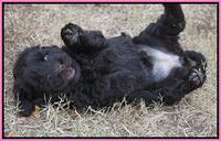 Bess Bronson pups 7 wks old 21