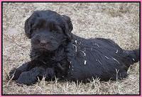 Bess Bronson pups 7 wks old 31