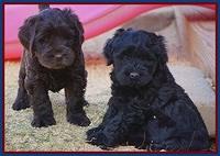 Bess Bronson pups 7 wks old 41