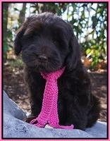 Bess Bronson pups 8 wks old  3 262