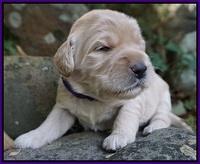 Bess Bronson Pups 2 wks old 41