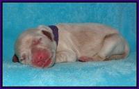 Bess Bronson newborn 71