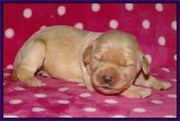 Bess Bronson pups 1 wk old 31