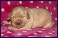 Bess Bronson pups 1 wk old 41