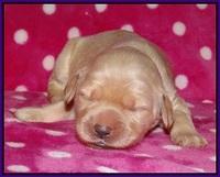 Bess Bronson pups 1 wk old 51