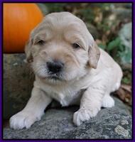 Bess Bronson pups 3 wks old 61