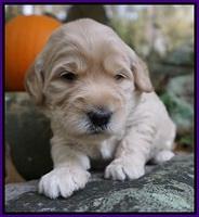 Bess Bronson pups 3 wks old 81