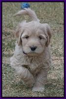 Bess Bronson pups 6 wks old 91
