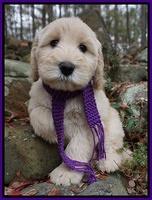 Bess Bronson pups 8 wks old 11