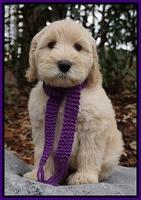 Bess Bronson pups 8 wks old 31