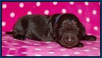 Bess Bronson pups 1 wk old 81