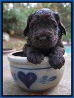 Bess Bronson pups 4 wks old 81