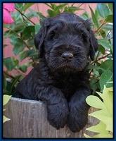Bess Bronson pups 5 wks old 81
