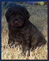 Bess Bronson pups 6 wks old 111